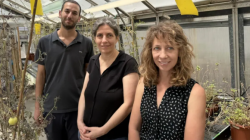 פריצת דרך ישראלית: לראשונה במדע נמצא קשר בין בעליי חיים לקולות שמשמיעים צמחים